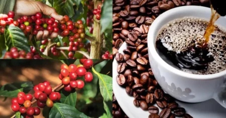 Como Cultivar Pé de Café em Casa: Um Guia Completo para Iniciantes