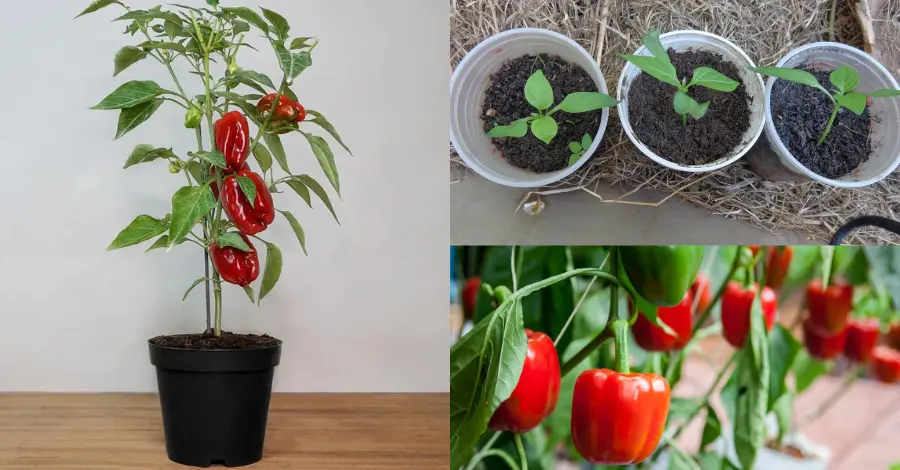 Como Cultivar Pimentas e Pimentões em Jardins: Um Guia Completo