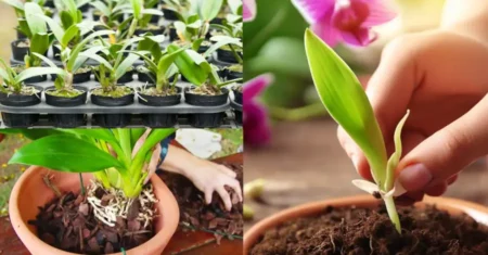 Como Fazer Muda de Orquídea: 6 Formas Simples e Práticas