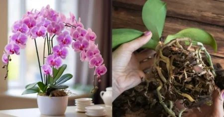 Como Plantar Orquídeas no Vaso de Forma Simples