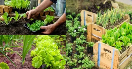 Como criar uma hortinha em casa: dicas e ideias