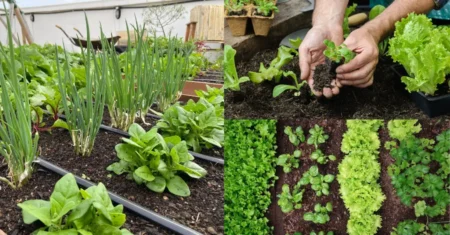 Como organizar uma horta doméstica: dicas e passos essenciais