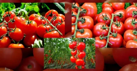 Benefícios do Consumo de Tomate: Fruto Aliado da Sua Saúde