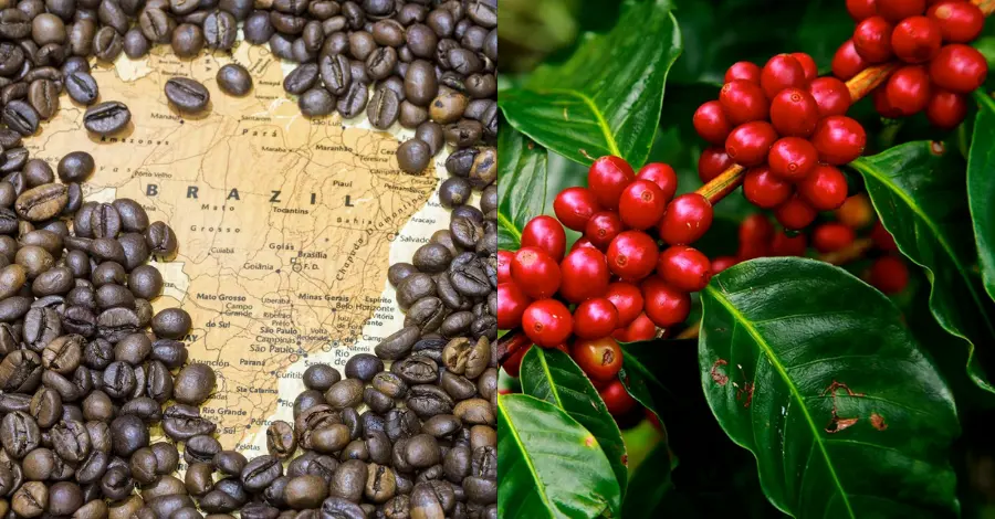 Brasil na Exportação de Café Liderança e Impacto Global