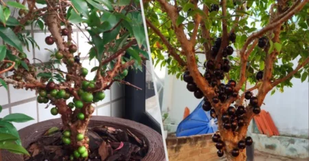 Como Plantar Jabuticaba em Vaso: Guia Completo para Cultivar esta Fruta em Pequenos Espaços