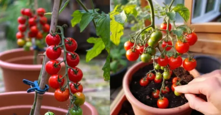 Como Plantar Tomates Cereja em Vaso de Maneira Eficiente: Guia Completo