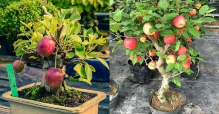 Cultivo de Macieiras em Vasos: Guia Passo a Passo