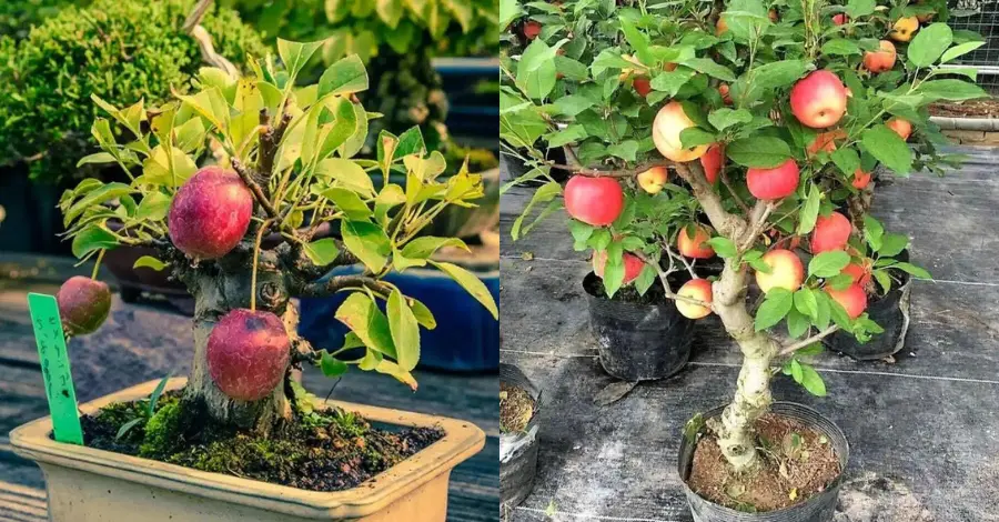 Cultivo de Macieiras em Vasos Guia Passo a Passo