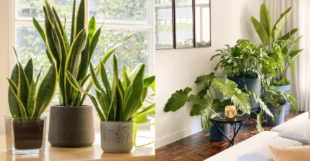 Cultivo em Apartamento: Descubra a Melhor Planta para Transformar seu Espaço