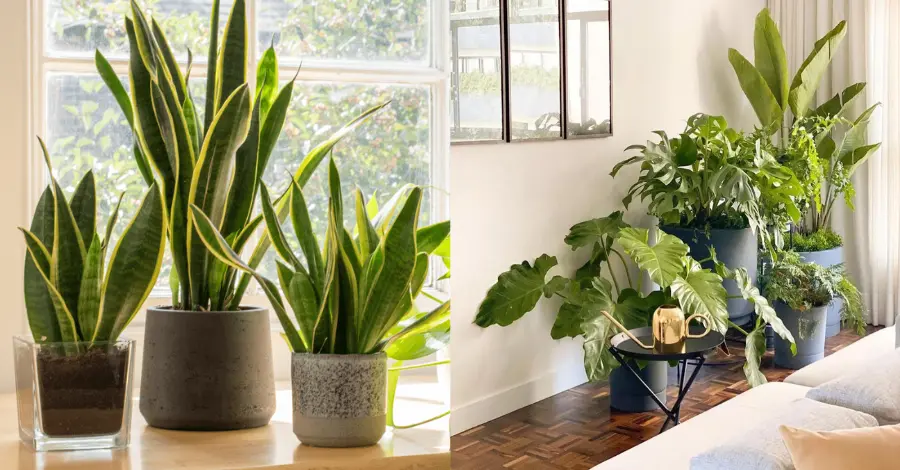 Cultivo em Apartamento Descubra a Melhor Planta para Transformar seu Espaço