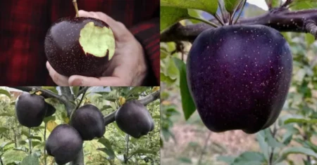 Maçãs Diamante Negro: Um Guia para o Cultivo de Frutas Espumantes
