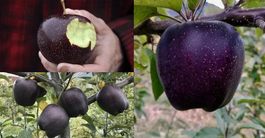 Maçãs Diamante Negro Um Guia para o Cultivo de Frutas Espumantes