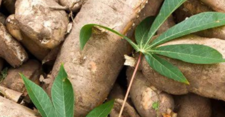 Como Plantar Mandioca no Quintal de Casa e Ter uma Colheita de Sucesso