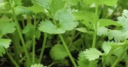 Como Cultivar Coentro em Casa: Guia Passo a Passo