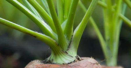 Como Cultivar Cenoura em Casa a Partir do Vegetal: Guia Completo