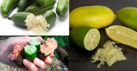 Como Cultivar Limão Caviar em Casa de Forma Simples