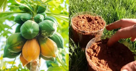 Como Cultivar Mamão Papaia em Casa: Guia Passo a Passo