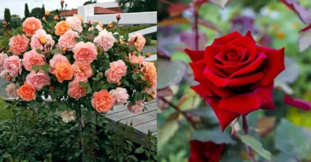 Como Cultivar Rosa no seu Jardim ou Vaso: Um Guia Completo
