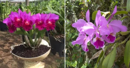 Como Fazer Cultivo de Orquídeas Epífitas em Ambientes Domésticos