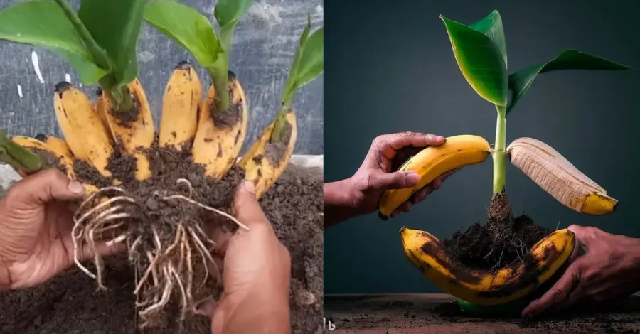 Como Plantar Banana a Partir da Fruta Um Guia Completo