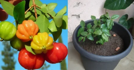 Como Plantar Pitanga a Partir da Fruta: Guia Passo a Passo
