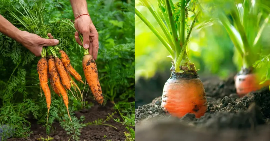 Como Cultivar Cenoura em Casa a Partir do Vegetal: Um Guia Passo a Passo