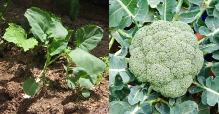 Como Cultivar Brócolis em Casa a Partir do Vegetal: Guia Completo